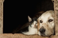 Cat and Dog Freepik RWzkom