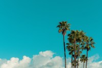 Freepik Palm Trees Y9HnBN